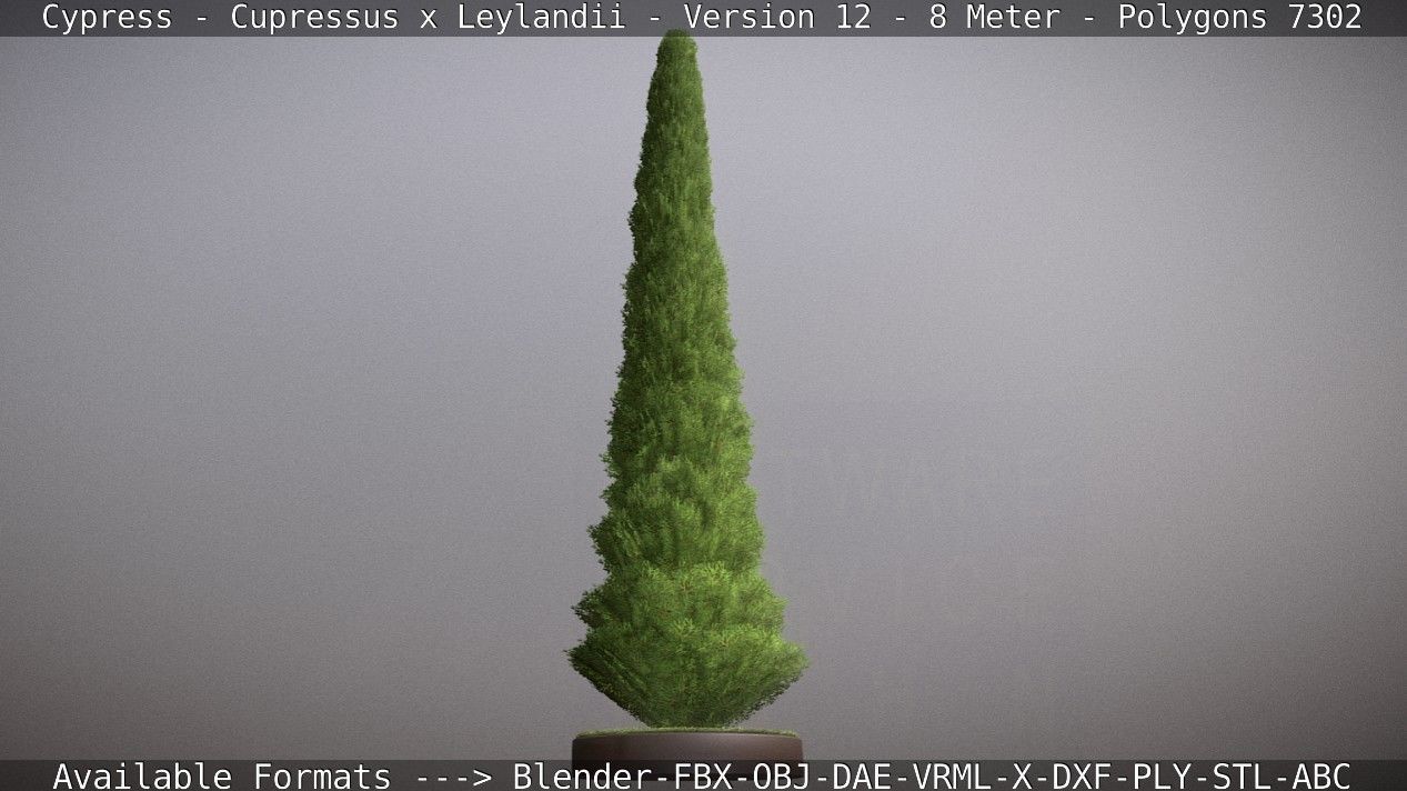 Cypress - Cupressus x Leylandii - Version 12 - 8 Meter Low-poly 3D model_89
