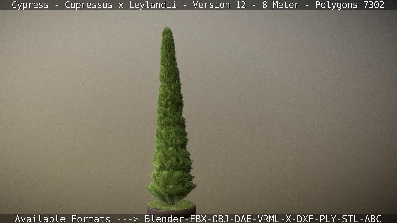 Cypress - Cupressus x Leylandii - Version 12 - 8 Meter Low-poly 3D model_19