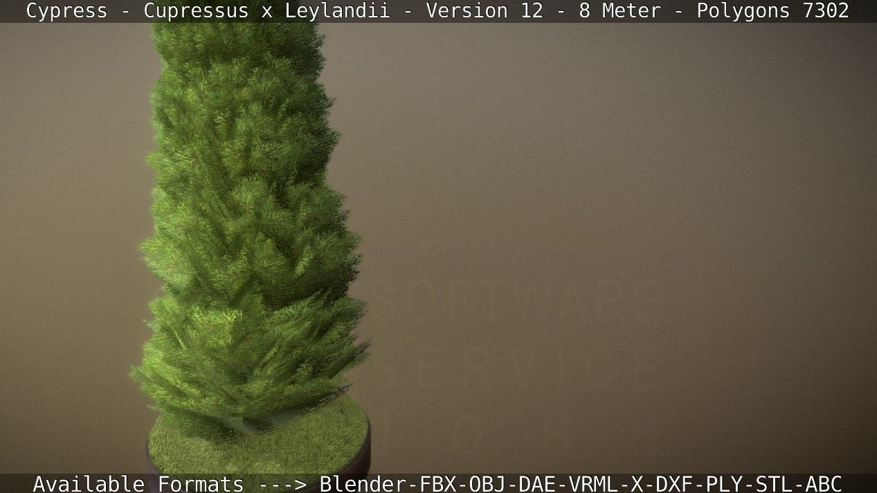 Cypress - Cupressus x Leylandii - Version 12 - 8 Meter Low-poly 3D model_66