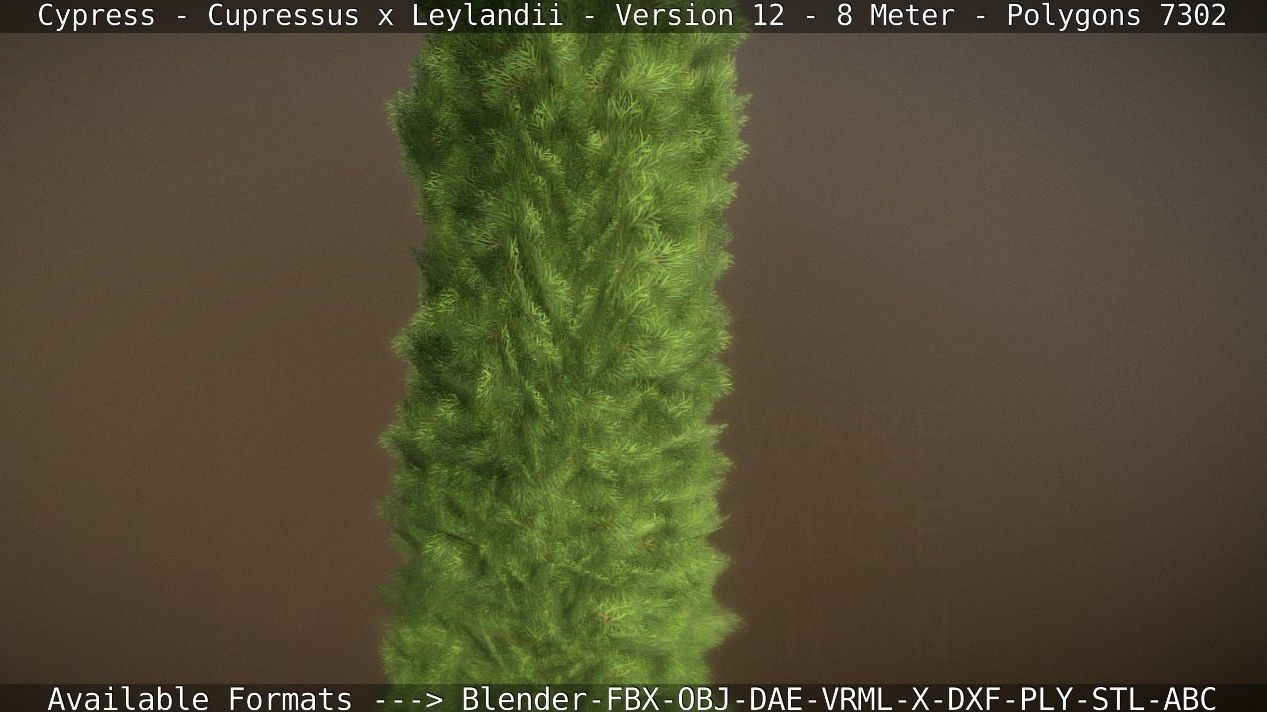 Cypress - Cupressus x Leylandii - Version 12 - 8 Meter Low-poly 3D model_13
