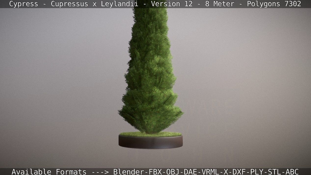 Cypress - Cupressus x Leylandii - Version 12 - 8 Meter Low-poly 3D model_29