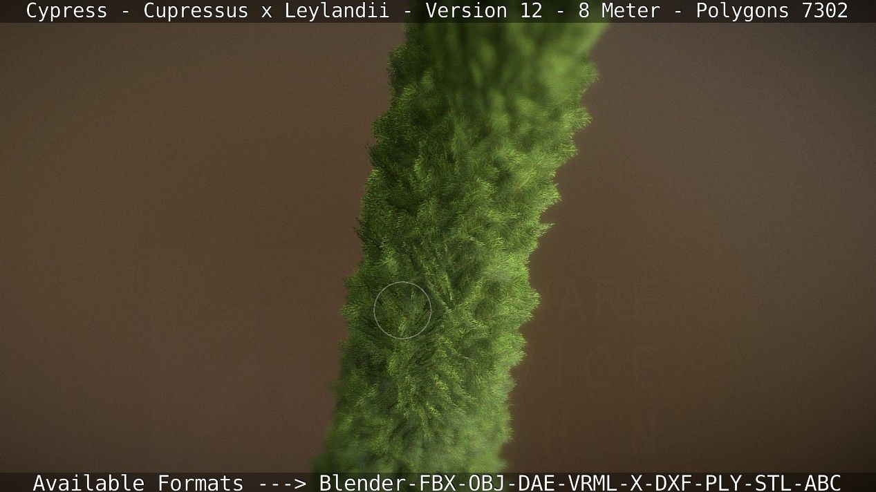 Cypress - Cupressus x Leylandii - Version 12 - 8 Meter Low-poly 3D model_50