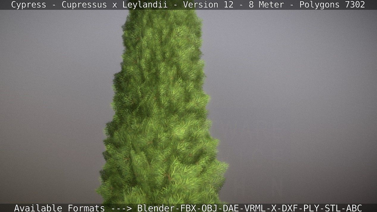 Cypress - Cupressus x Leylandii - Version 12 - 8 Meter Low-poly 3D model_49