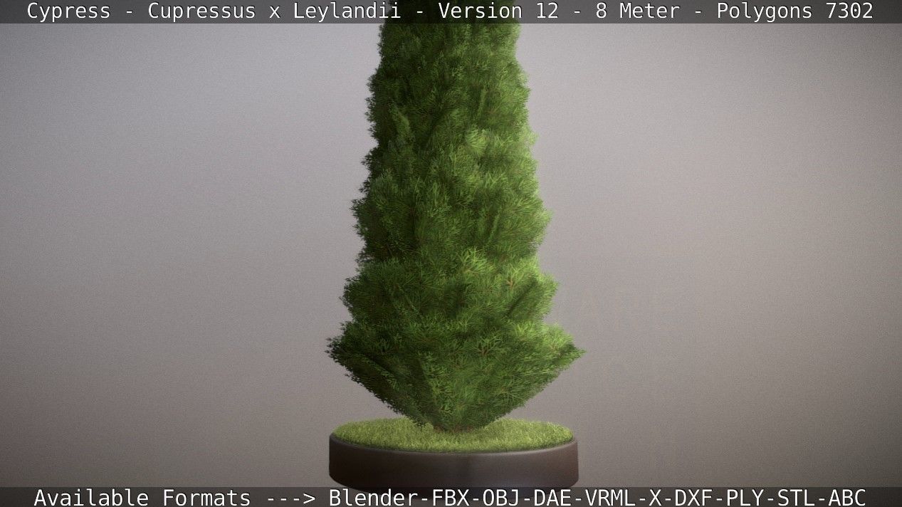 Cypress - Cupressus x Leylandii - Version 12 - 8 Meter Low-poly 3D model_33