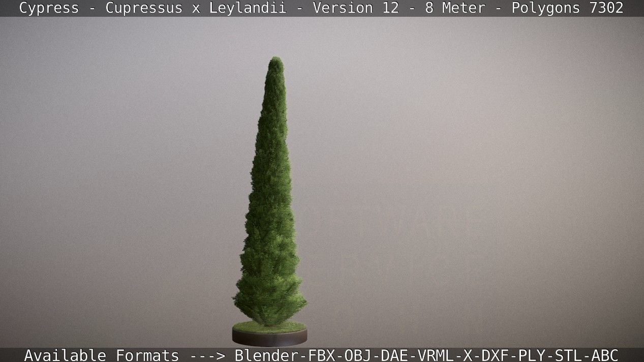 Cypress - Cupressus x Leylandii - Version 12 - 8 Meter Low-poly 3D model_25