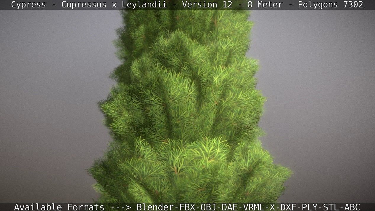 Cypress - Cupressus x Leylandii - Version 12 - 8 Meter Low-poly 3D model_32