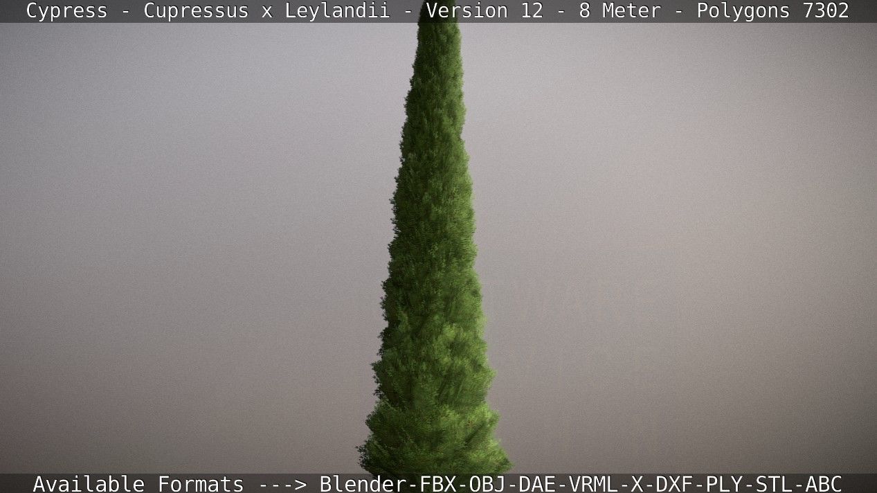 Cypress - Cupressus x Leylandii - Version 12 - 8 Meter Low-poly 3D model_28
