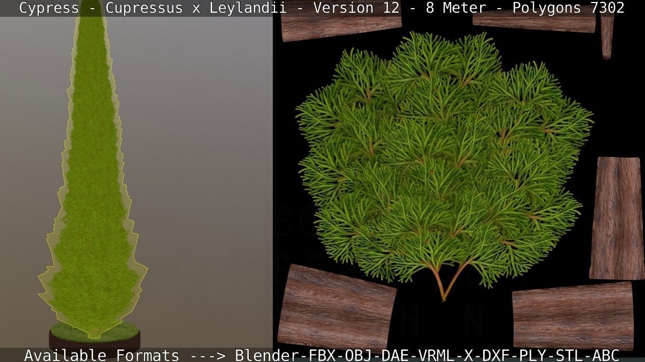 Cypress - Cupressus x Leylandii - Version 12 - 8 Meter Low-poly 3D model_5
