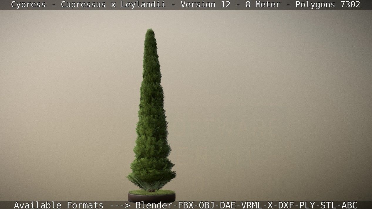 Cypress - Cupressus x Leylandii - Version 12 - 8 Meter Low-poly 3D model_23
