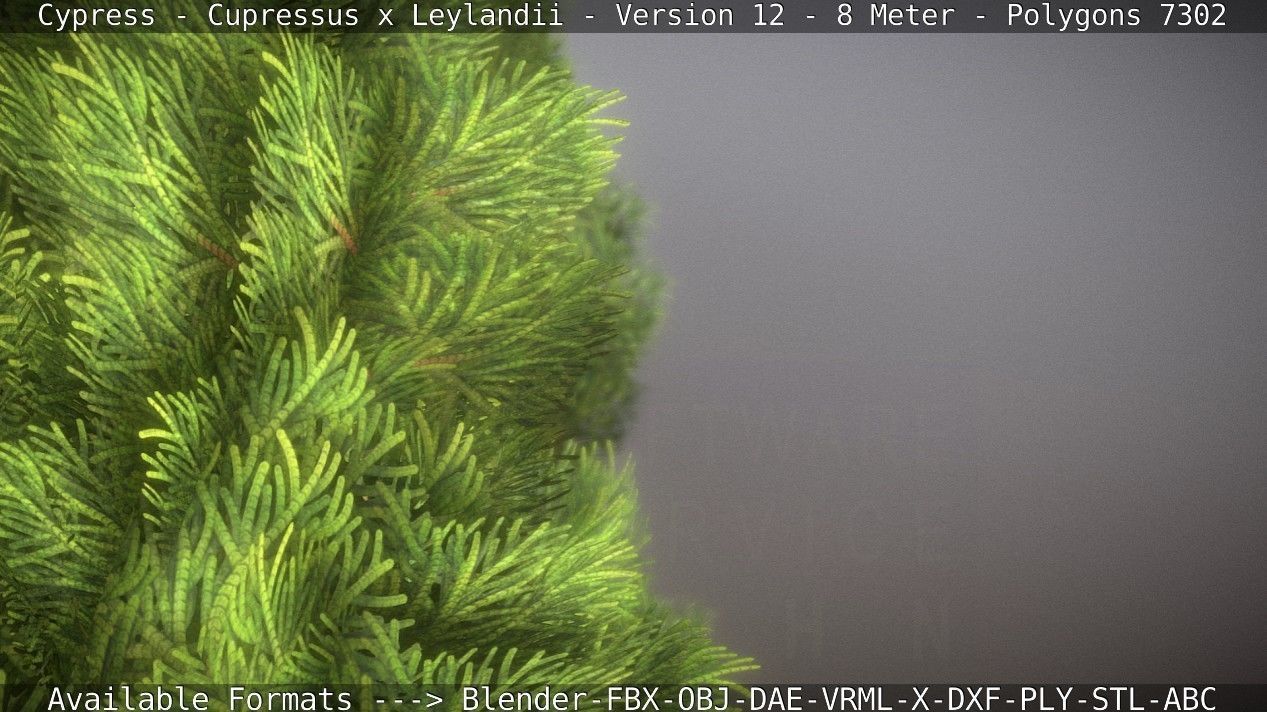 Cypress - Cupressus x Leylandii - Version 12 - 8 Meter Low-poly 3D model_57