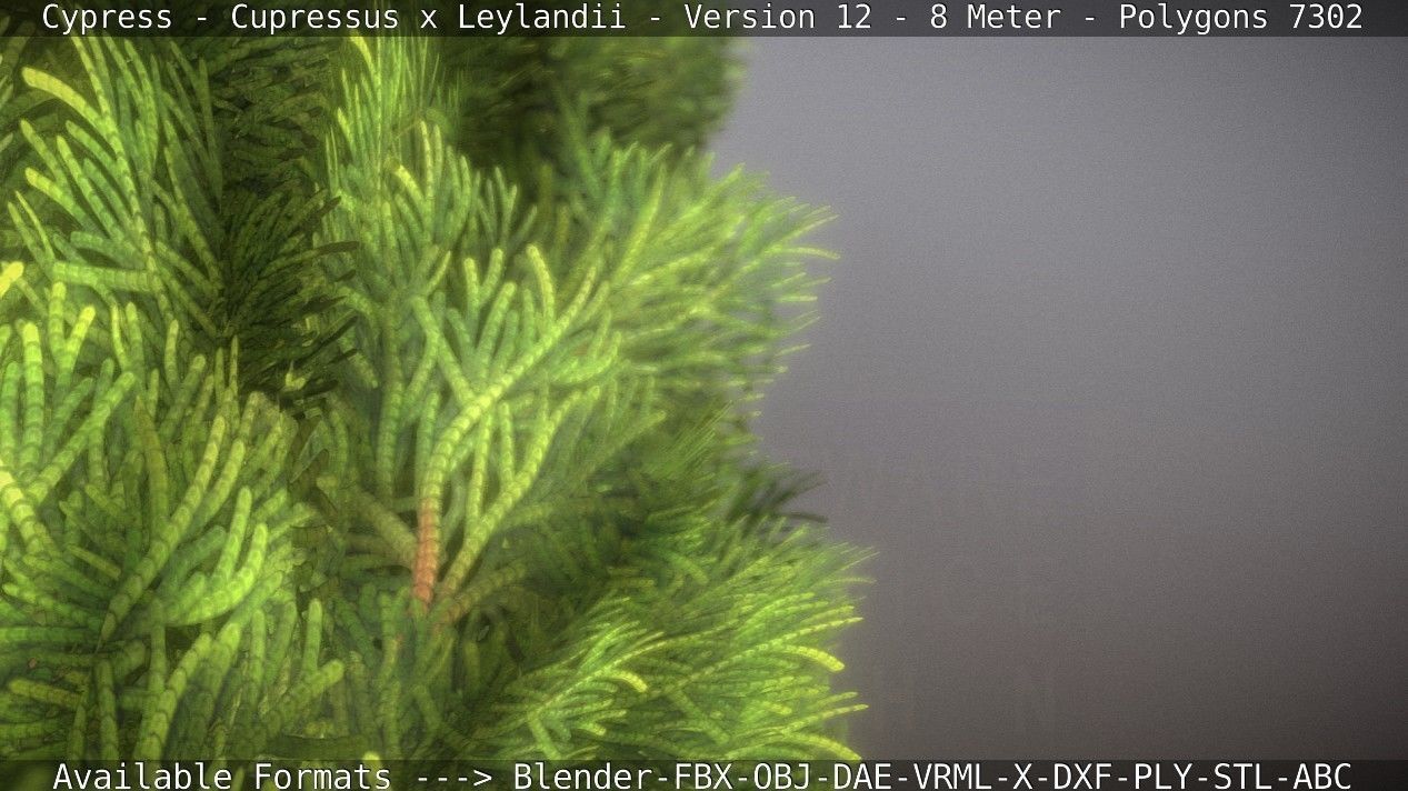 Cypress - Cupressus x Leylandii - Version 12 - 8 Meter Low-poly 3D model_55