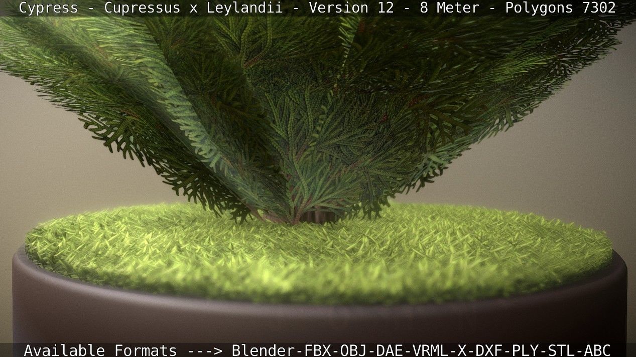 Cypress - Cupressus x Leylandii - Version 12 - 8 Meter Low-poly 3D model_75