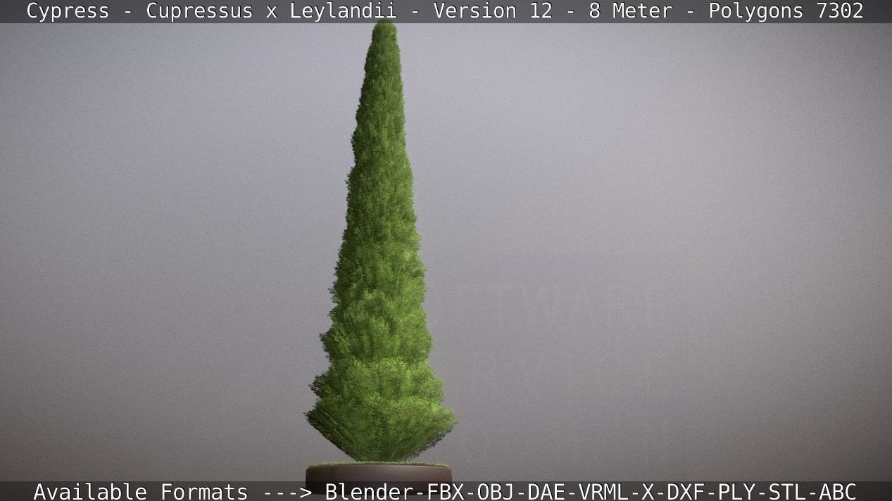 Cypress - Cupressus x Leylandii - Version 12 - 8 Meter Low-poly 3D model_93