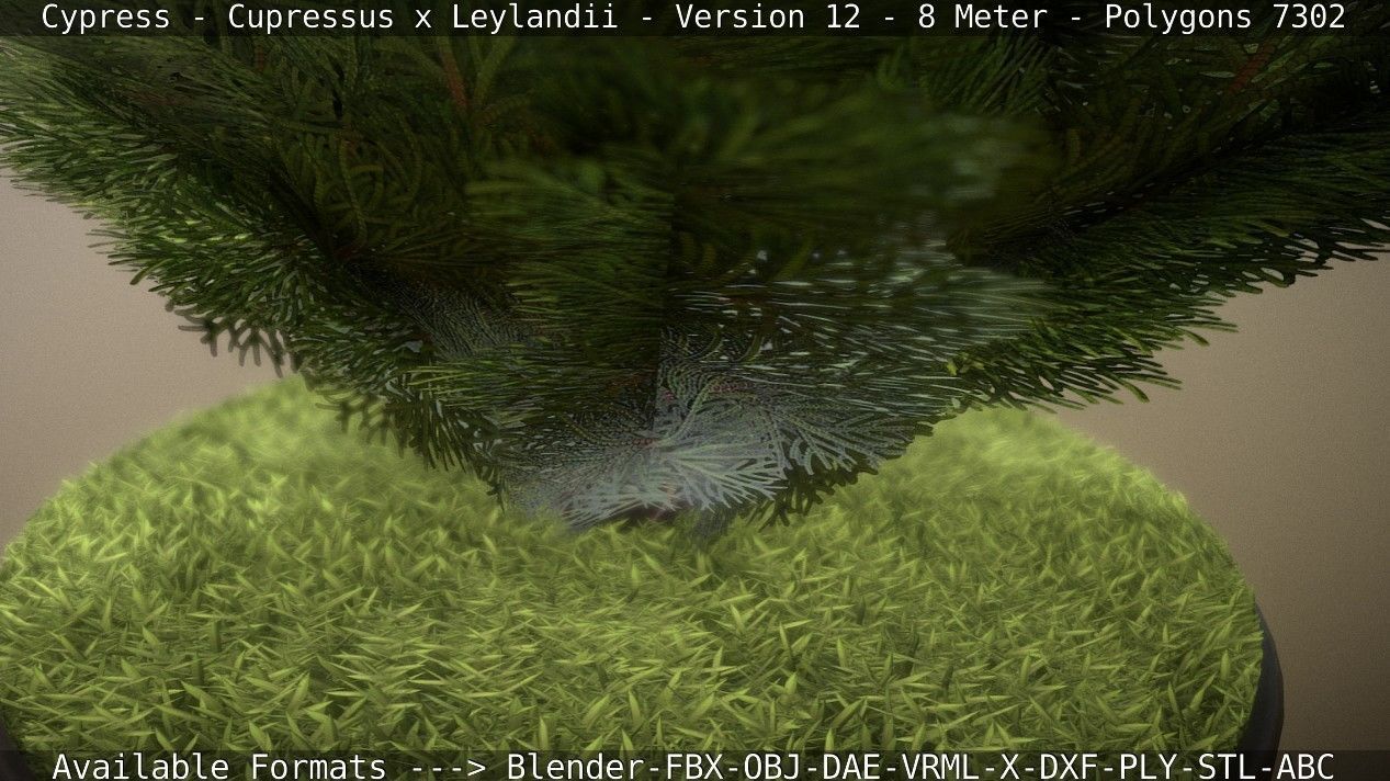 Cypress - Cupressus x Leylandii - Version 12 - 8 Meter Low-poly 3D model_70
