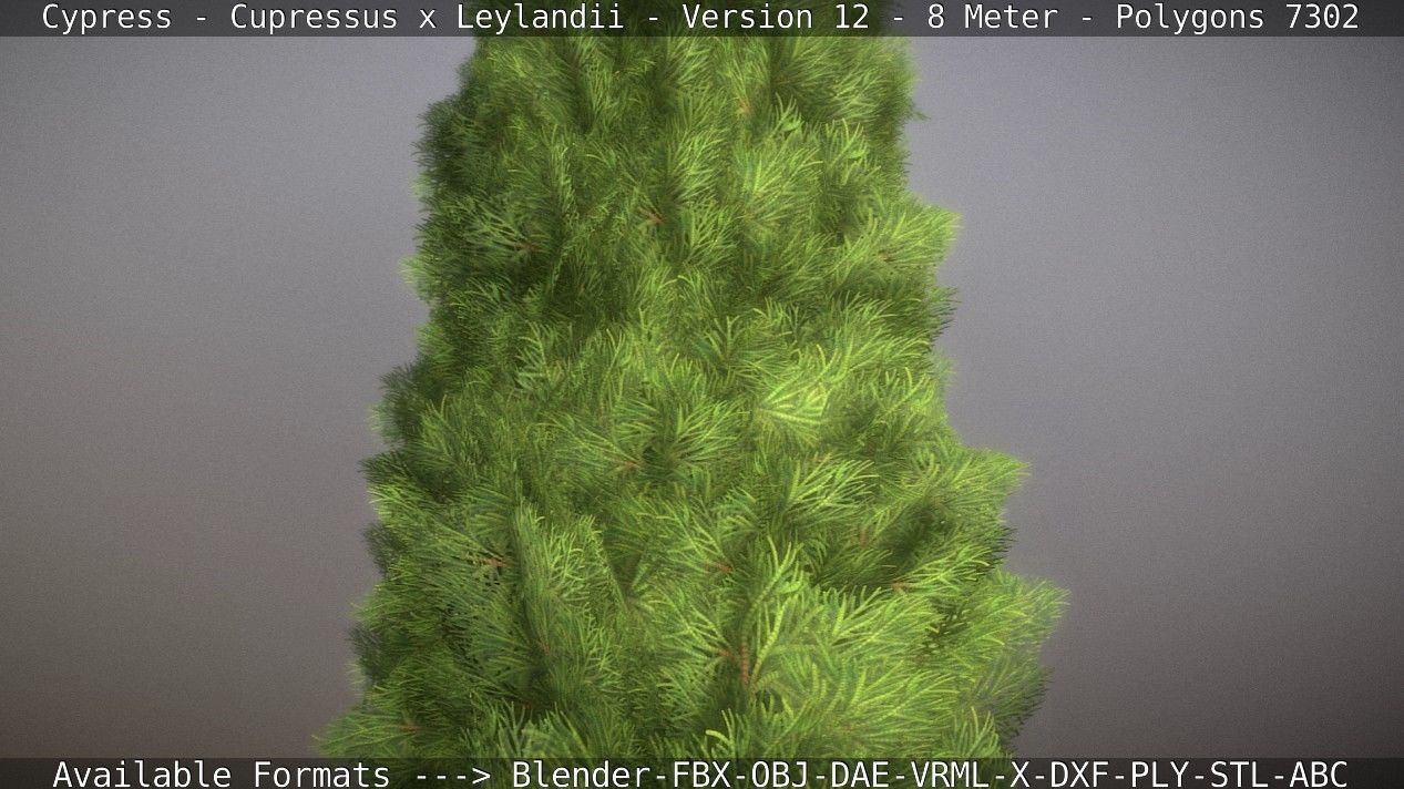 Cypress - Cupressus x Leylandii - Version 12 - 8 Meter Low-poly 3D model_48