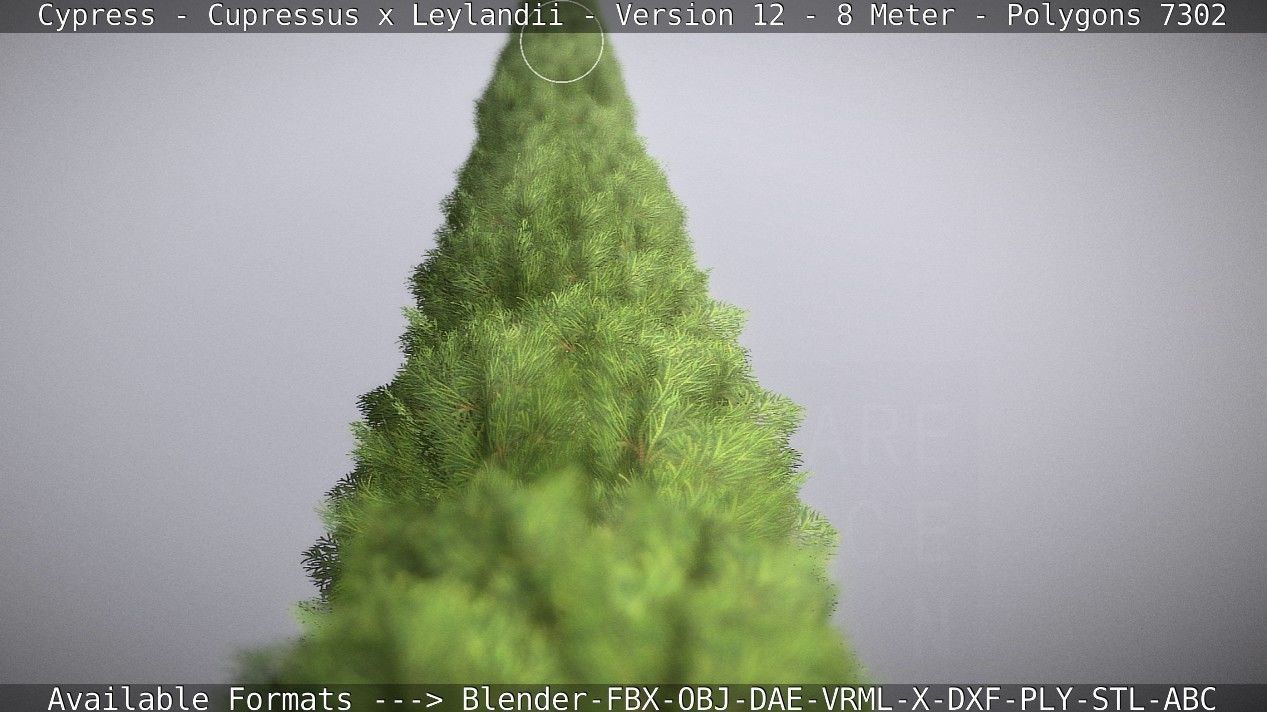 Cypress - Cupressus x Leylandii - Version 12 - 8 Meter Low-poly 3D model_35