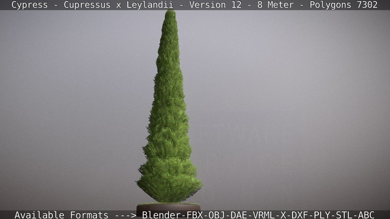 Cypress - Cupressus x Leylandii - Version 12 - 8 Meter Low-poly 3D model_96