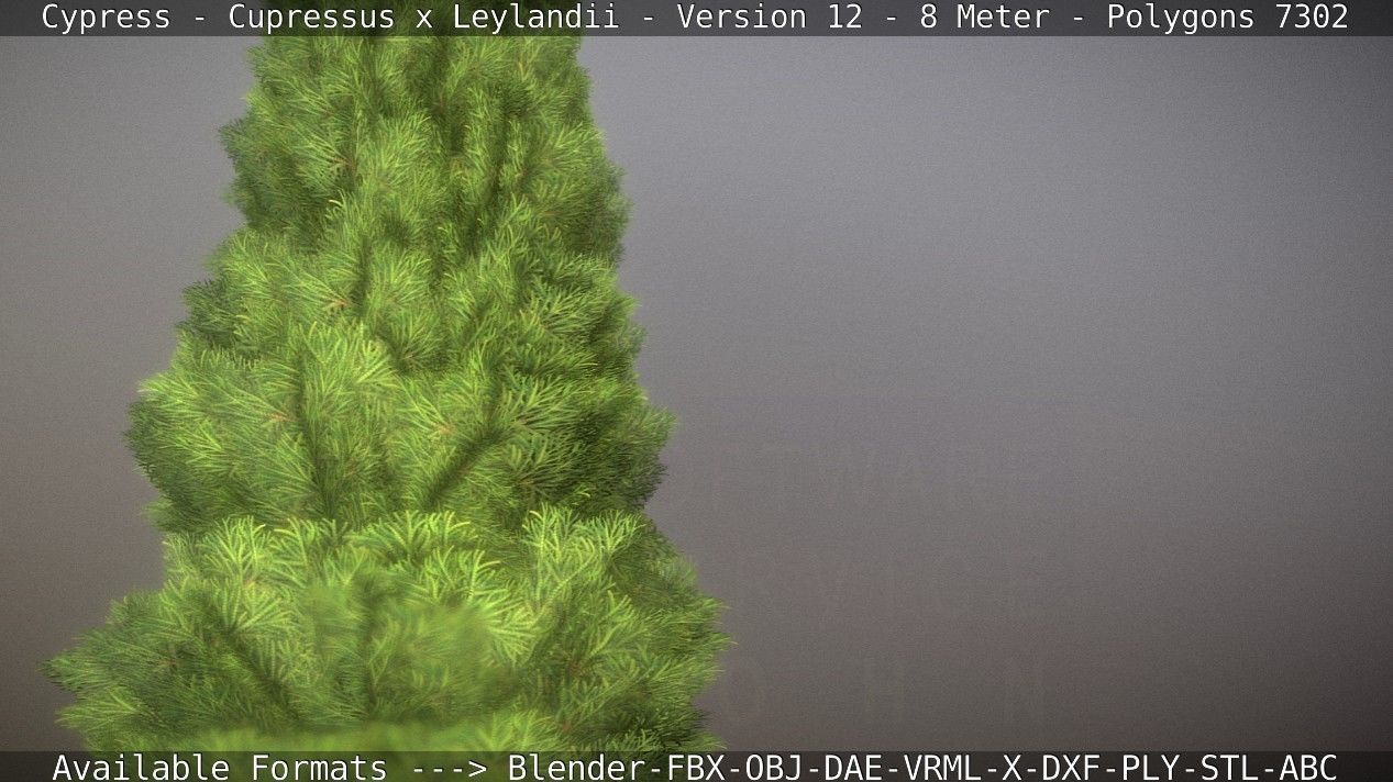 Cypress - Cupressus x Leylandii - Version 12 - 8 Meter Low-poly 3D model_65