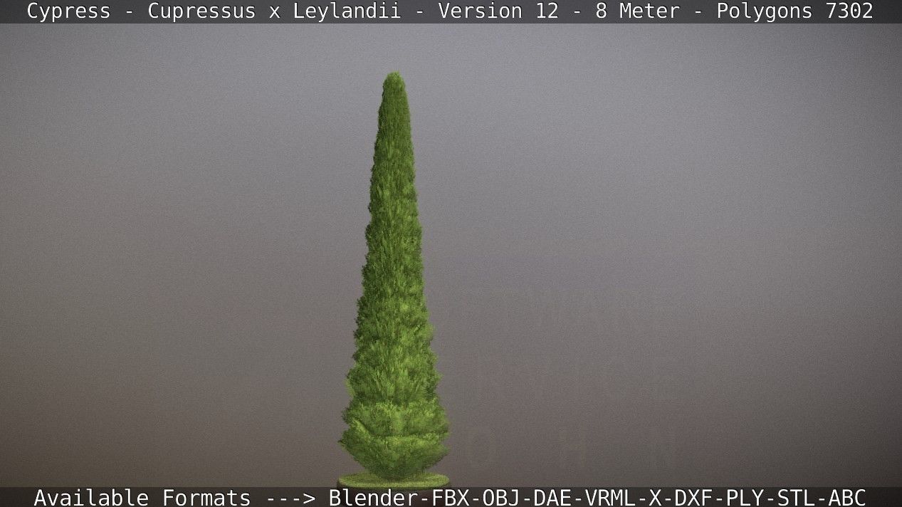 Cypress - Cupressus x Leylandii - Version 12 - 8 Meter Low-poly 3D model_85