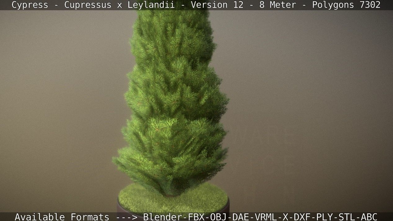 Cypress - Cupressus x Leylandii - Version 12 - 8 Meter Low-poly 3D model_8