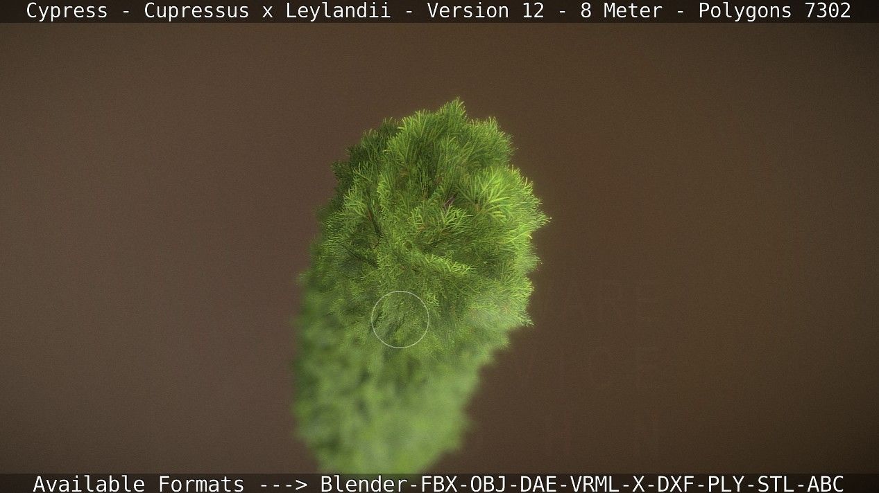 Cypress - Cupressus x Leylandii - Version 12 - 8 Meter Low-poly 3D model_45