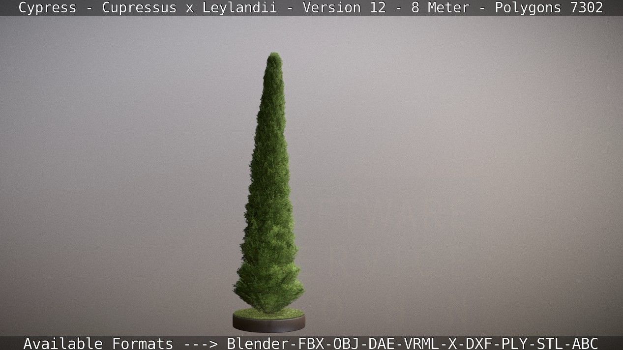 Cypress - Cupressus x Leylandii - Version 12 - 8 Meter Low-poly 3D model_36