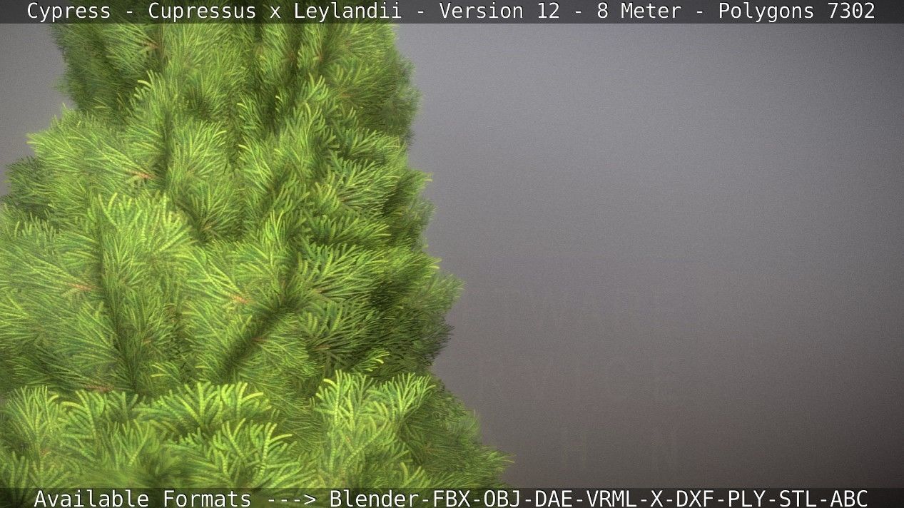 Cypress - Cupressus x Leylandii - Version 12 - 8 Meter Low-poly 3D model_61