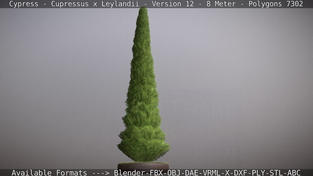 Cypress - Cupressus x Leylandii - Version 12 - 8 Meter Low-poly 3D model_91
