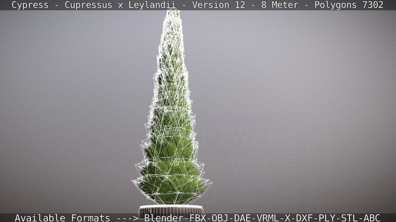 Cypress - Cupressus x Leylandii - Version 12 - 8 Meter Low-poly 3D model_3