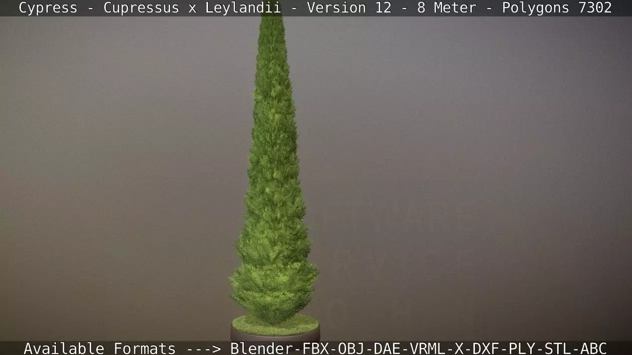 Cypress - Cupressus x Leylandii - Version 12 - 8 Meter Low-poly 3D model_0