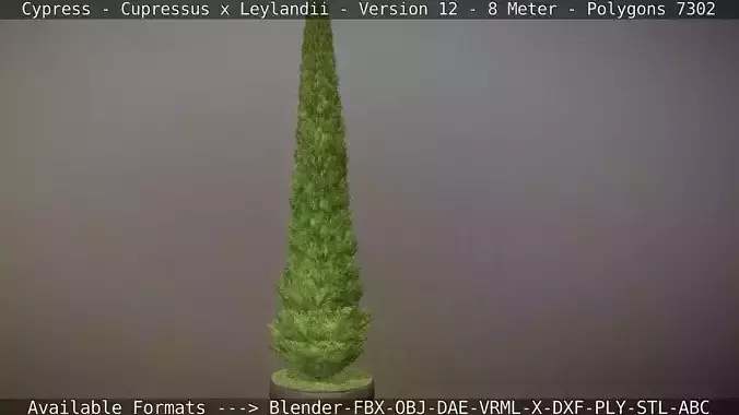 Cypress - Cupressus x Leylandii - Version 12 - 8 Meter Low-poly 3D model