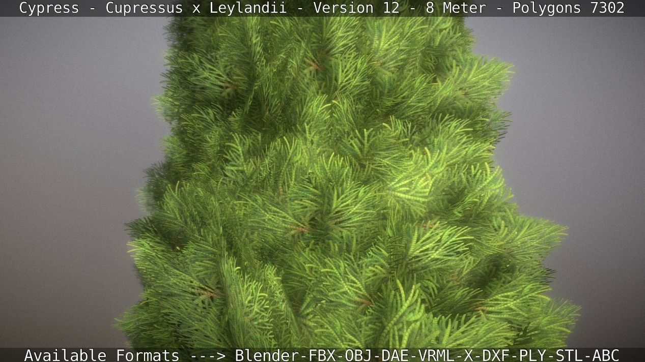Cypress - Cupressus x Leylandii - Version 12 - 8 Meter Low-poly 3D model_52
