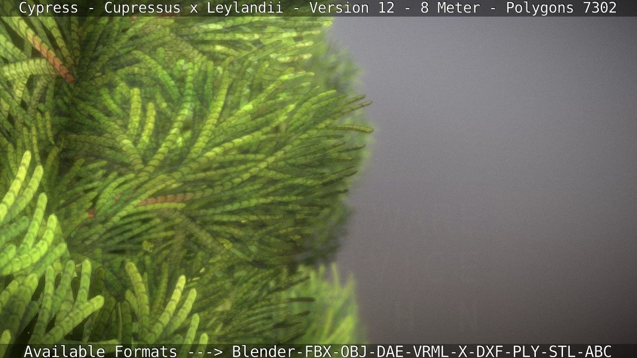 Cypress - Cupressus x Leylandii - Version 12 - 8 Meter Low-poly 3D model_63