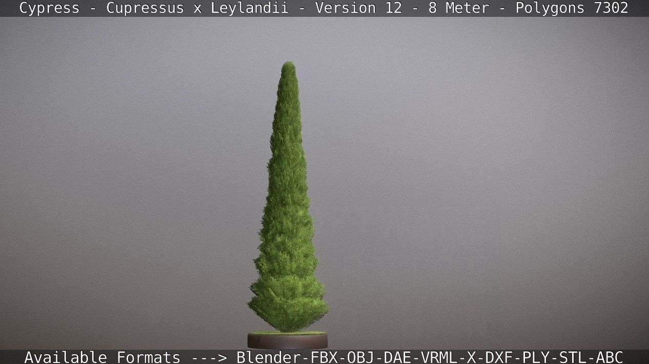 Cypress - Cupressus x Leylandii - Version 12 - 8 Meter Low-poly 3D model_18