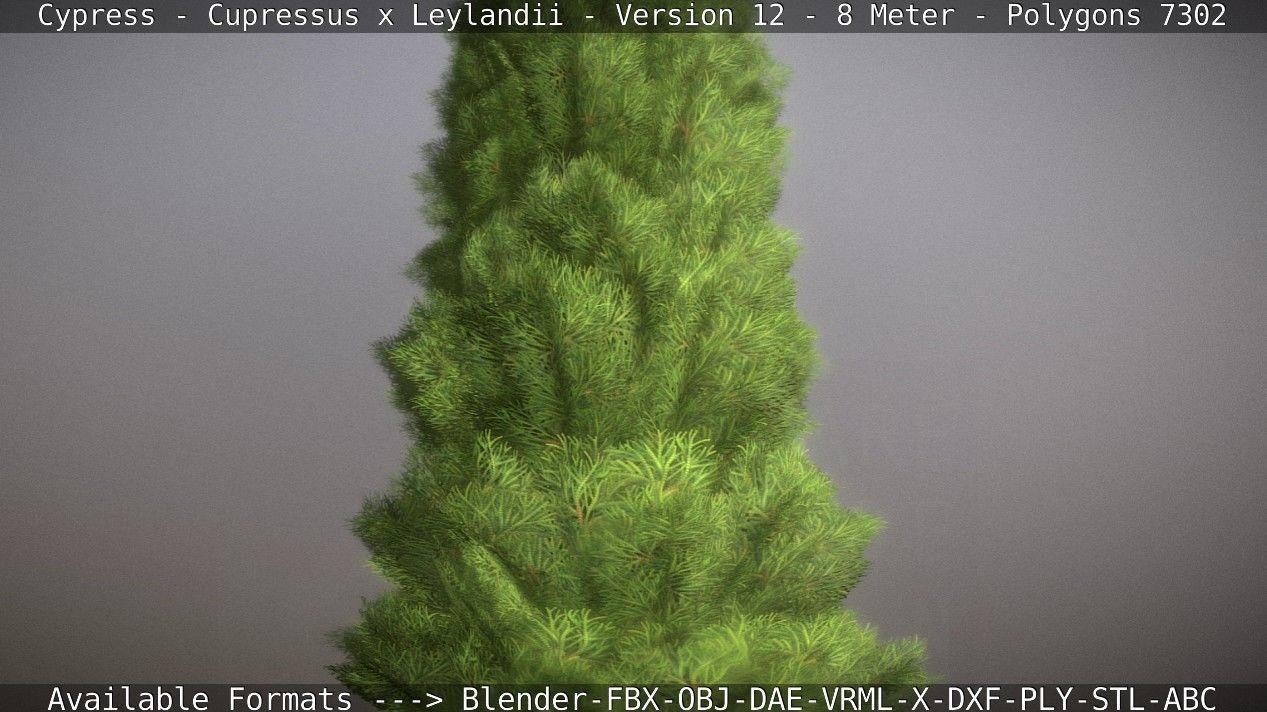 Cypress - Cupressus x Leylandii - Version 12 - 8 Meter Low-poly 3D model_30