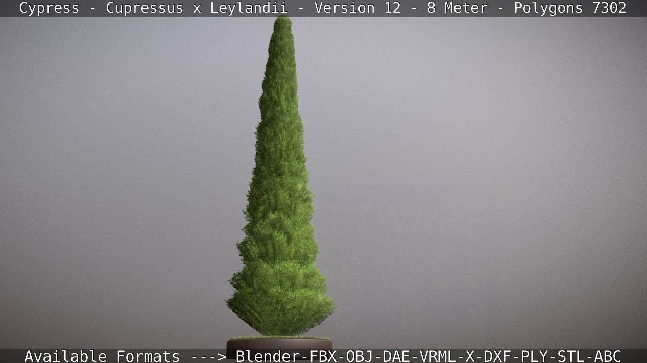 Cypress - Cupressus x Leylandii - Version 12 - 8 Meter Low-poly 3D model_94