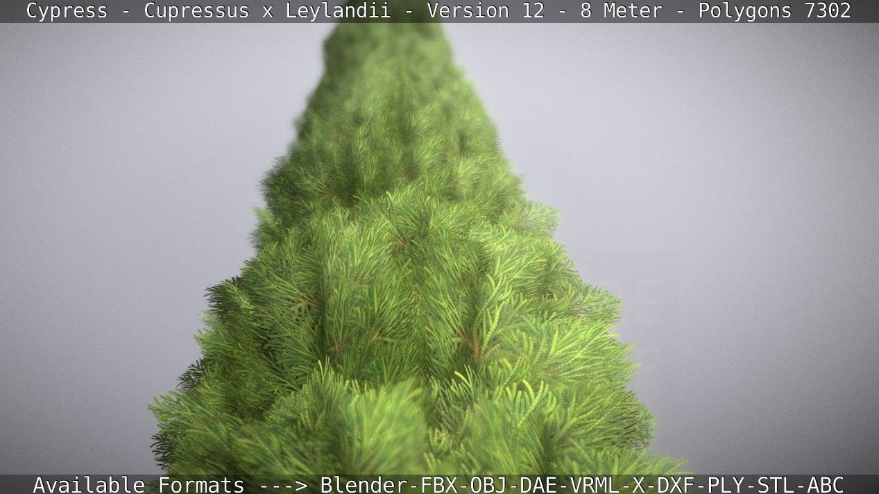 Cypress - Cupressus x Leylandii - Version 12 - 8 Meter Low-poly 3D model_14