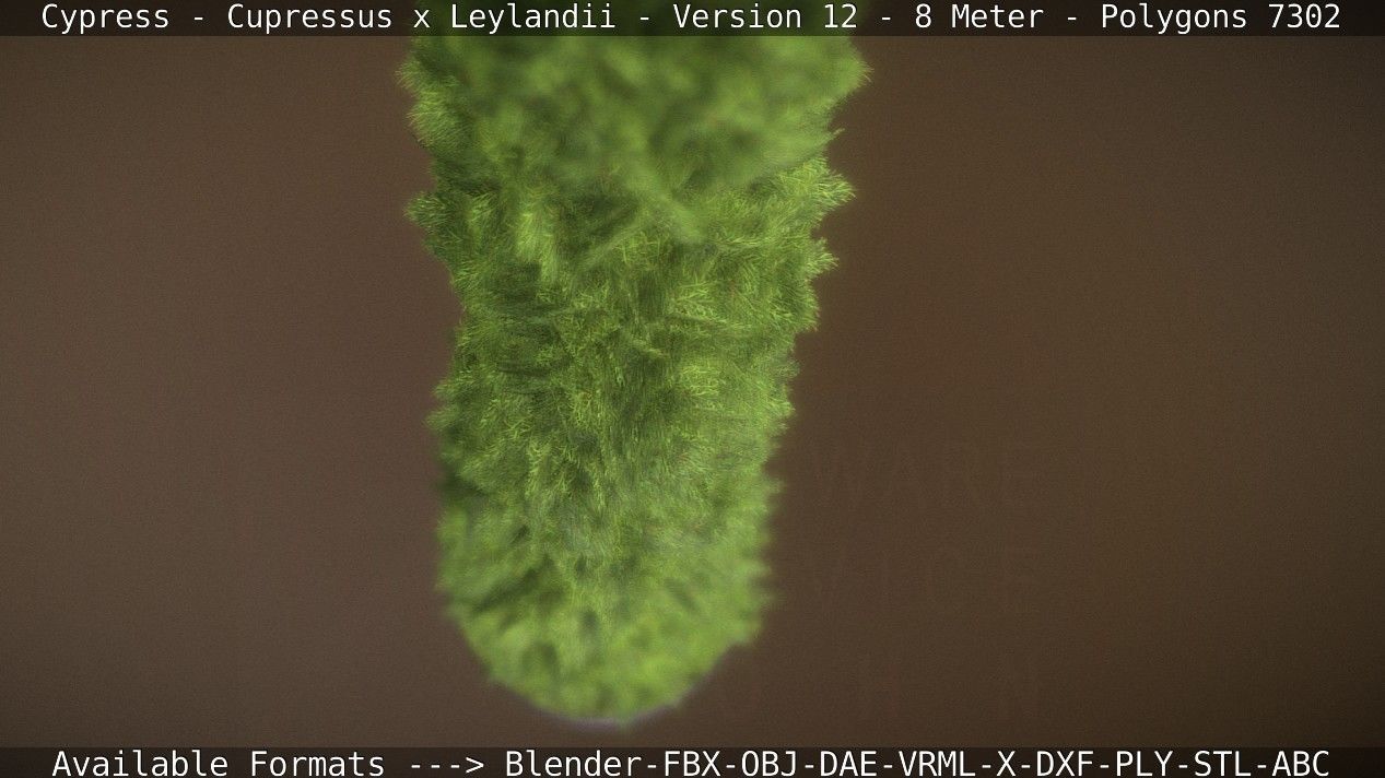 Cypress - Cupressus x Leylandii - Version 12 - 8 Meter Low-poly 3D model_42