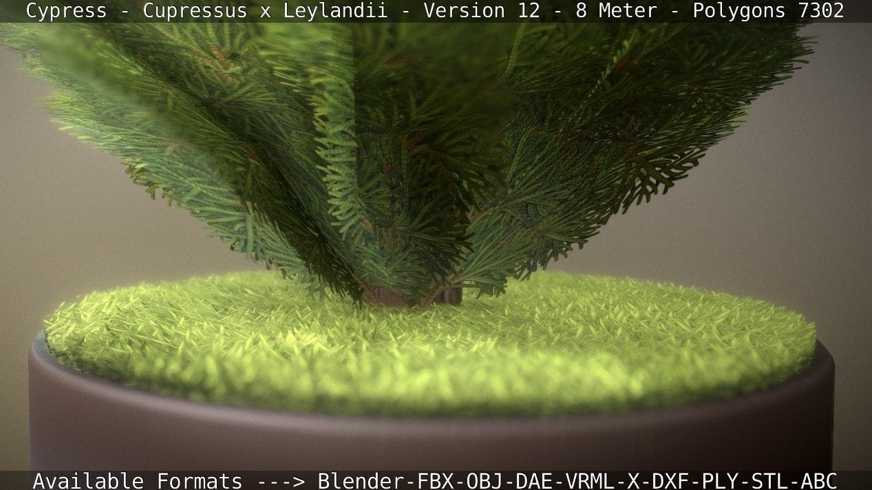 Cypress - Cupressus x Leylandii - Version 12 - 8 Meter Low-poly 3D model_74