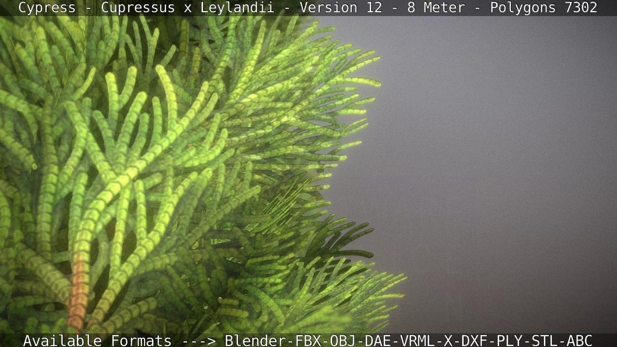 Cypress - Cupressus x Leylandii - Version 12 - 8 Meter Low-poly 3D model_10