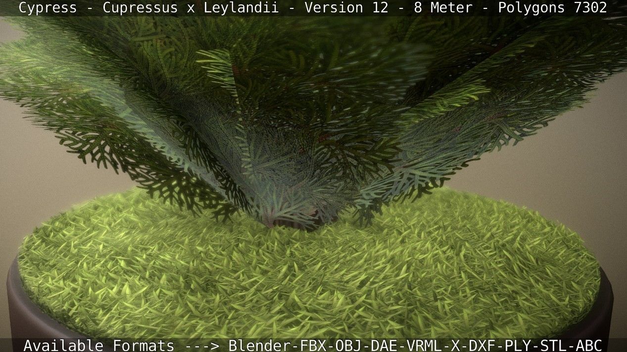 Cypress - Cupressus x Leylandii - Version 12 - 8 Meter Low-poly 3D model_67
