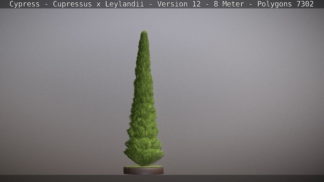 Cypress - Cupressus x Leylandii - Version 12 - 8 Meter Low-poly 3D model_21