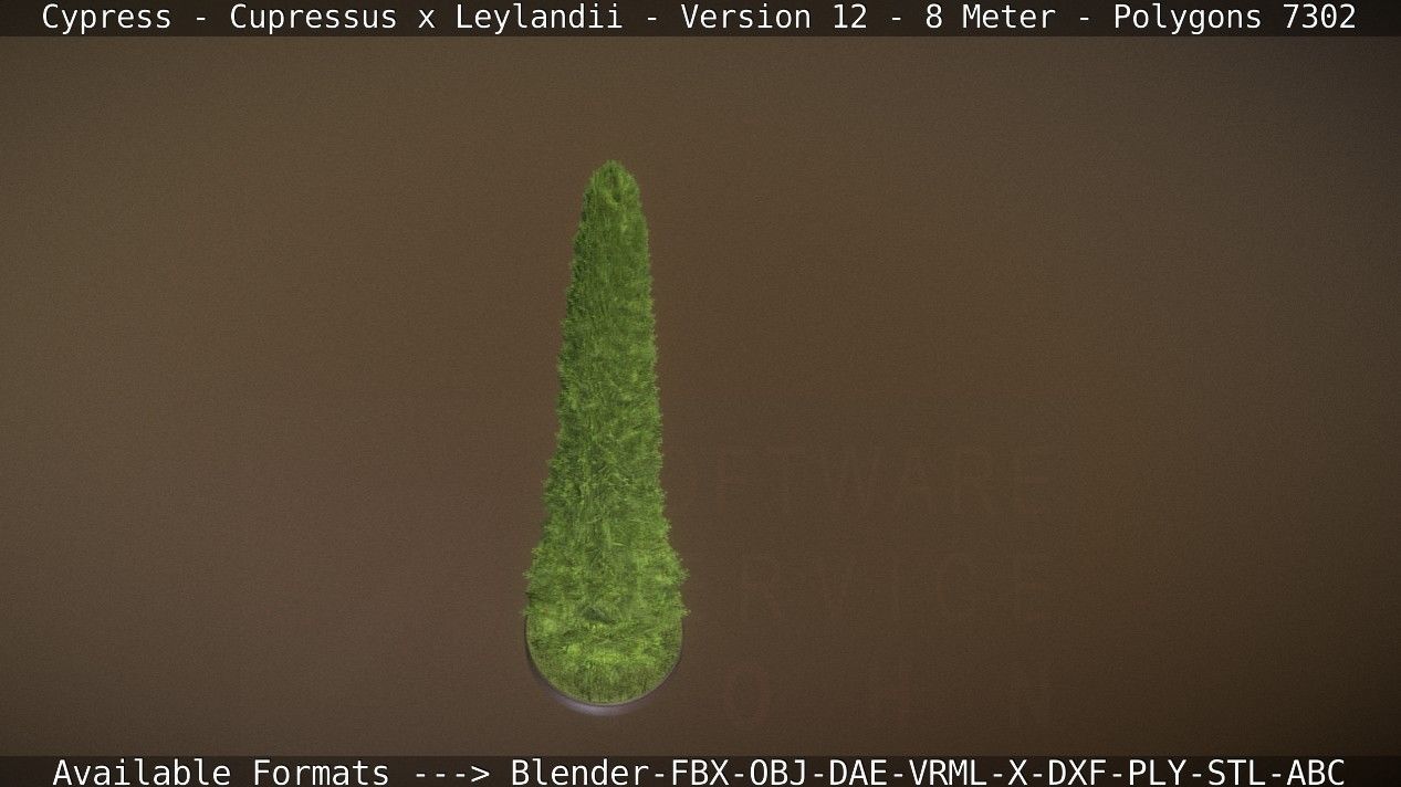 Cypress - Cupressus x Leylandii - Version 12 - 8 Meter Low-poly 3D model_81