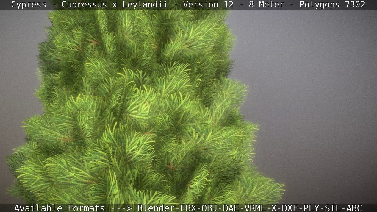 Cypress - Cupressus x Leylandii - Version 12 - 8 Meter Low-poly 3D model_56