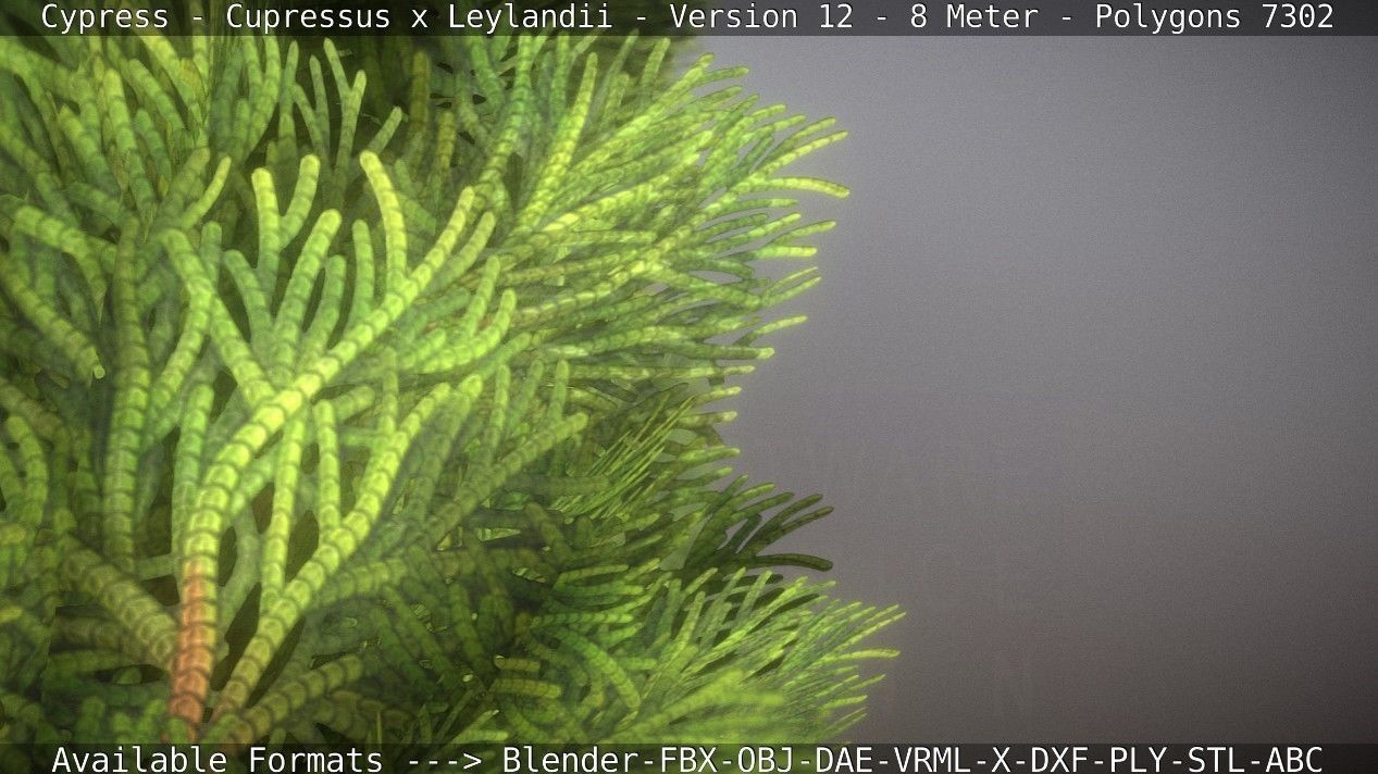 Cypress - Cupressus x Leylandii - Version 12 - 8 Meter Low-poly 3D model_51
