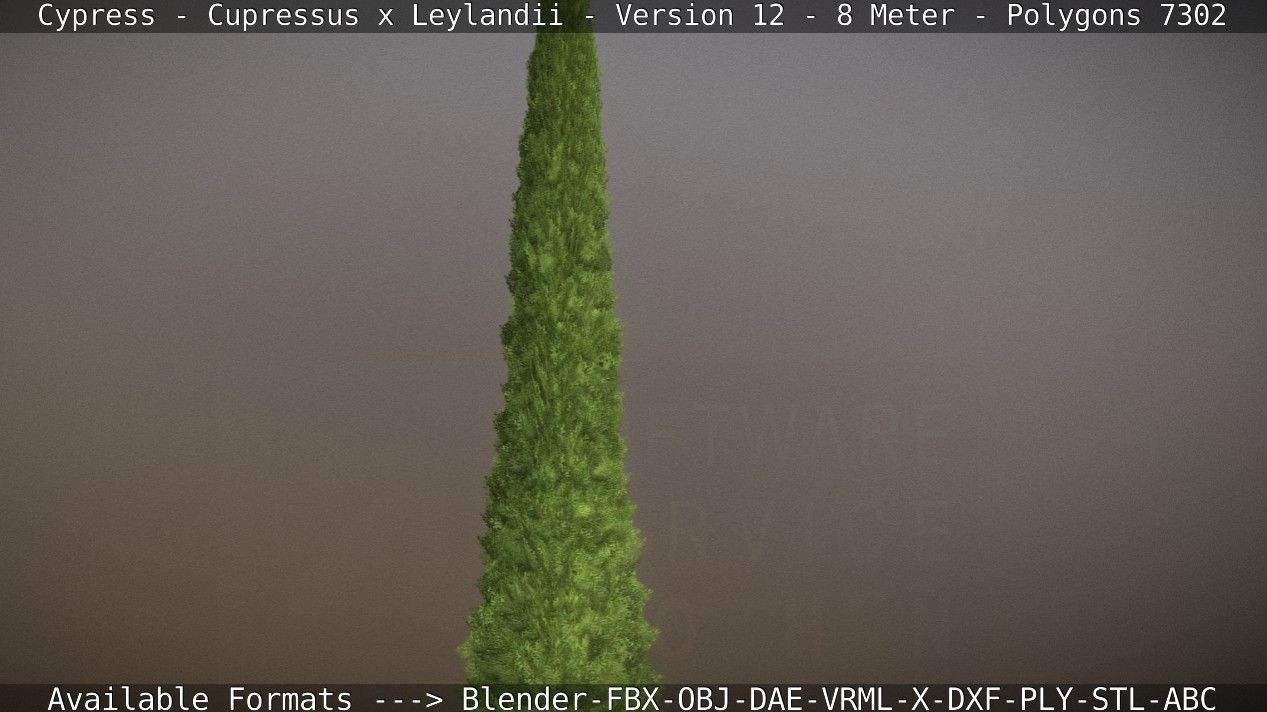 Cypress - Cupressus x Leylandii - Version 12 - 8 Meter Low-poly 3D model_87