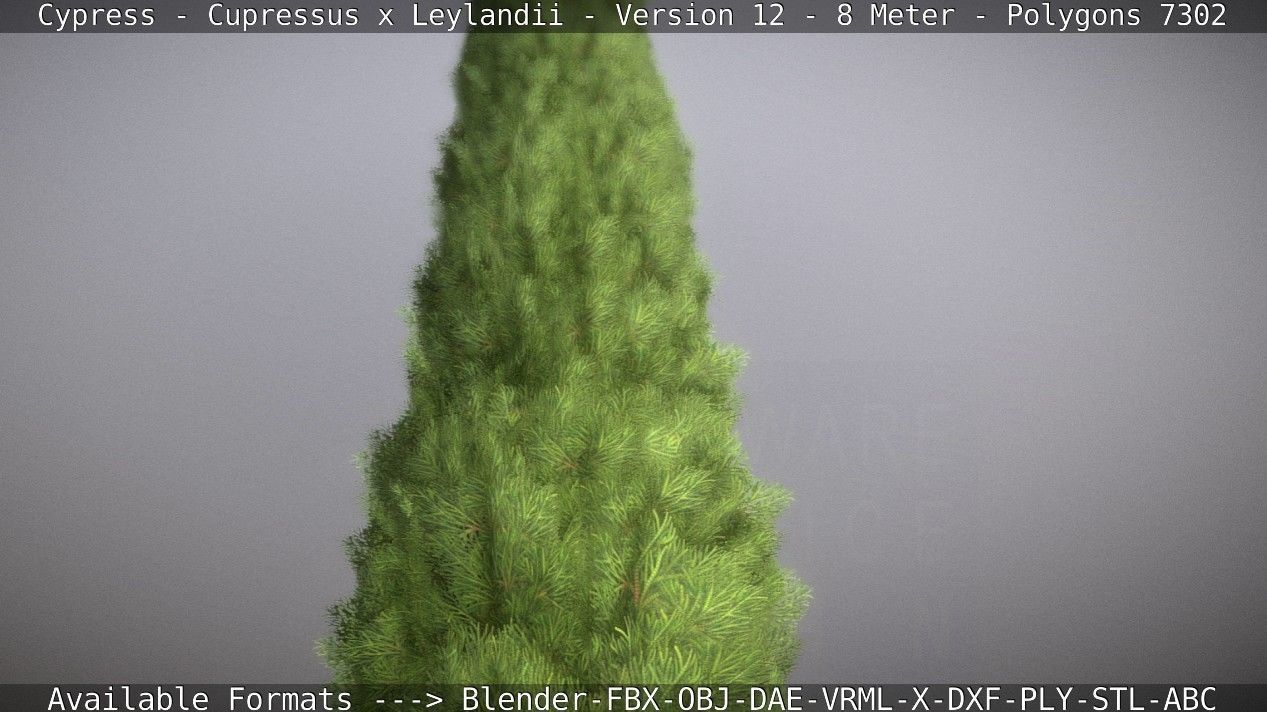 Cypress - Cupressus x Leylandii - Version 12 - 8 Meter Low-poly 3D model_40