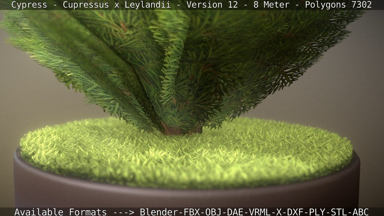 Cypress - Cupressus x Leylandii - Version 12 - 8 Meter Low-poly 3D model_73