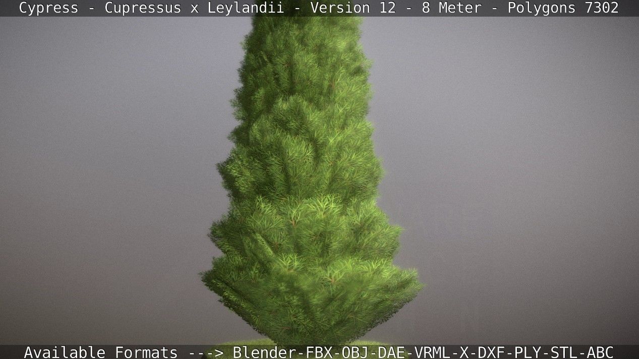 Cypress - Cupressus x Leylandii - Version 12 - 8 Meter Low-poly 3D model_9