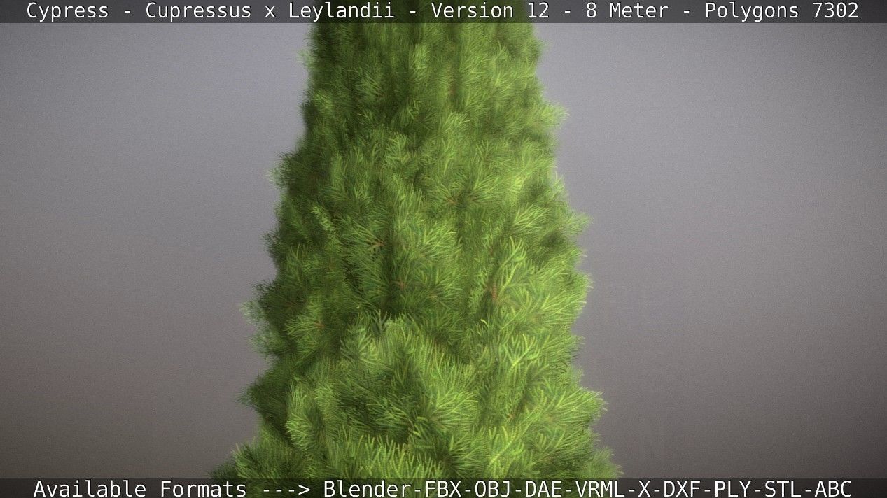 Cypress - Cupressus x Leylandii - Version 12 - 8 Meter Low-poly 3D model_1